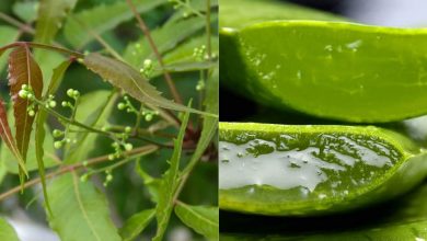 Bild von Verwenden Sie Neem und Aloe Vera in dieser Monsunsaison für makellose Haut  Gesundheitsinfo